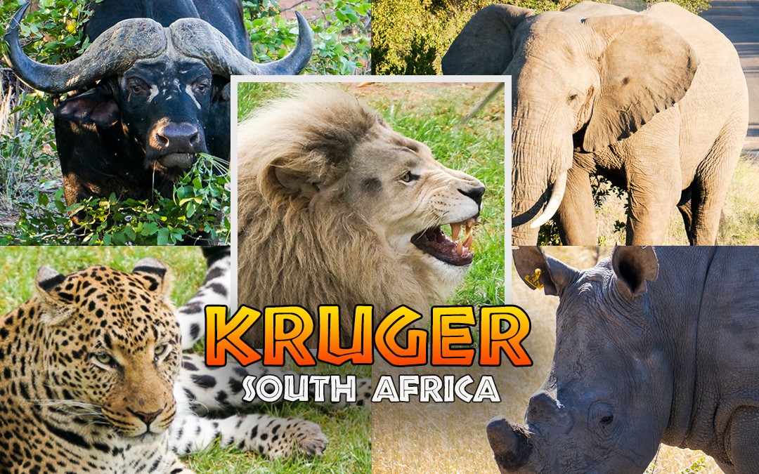 Image result for Kruger National Park, South Africa