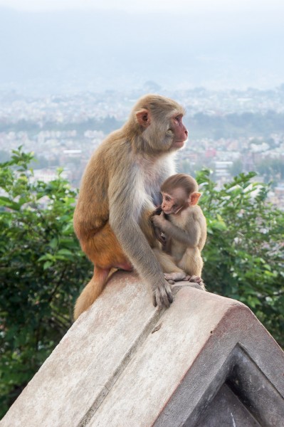 Monkeys at the Temple