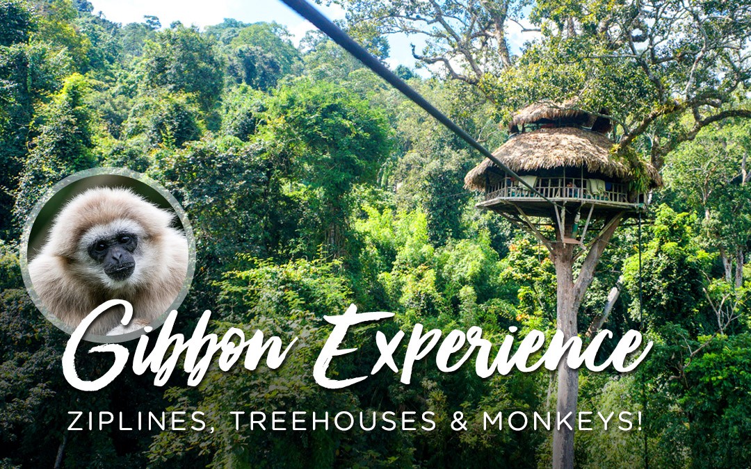 Jungle Treehouses & Zip-Lining with Monkeys aka The Gibbon Experience
