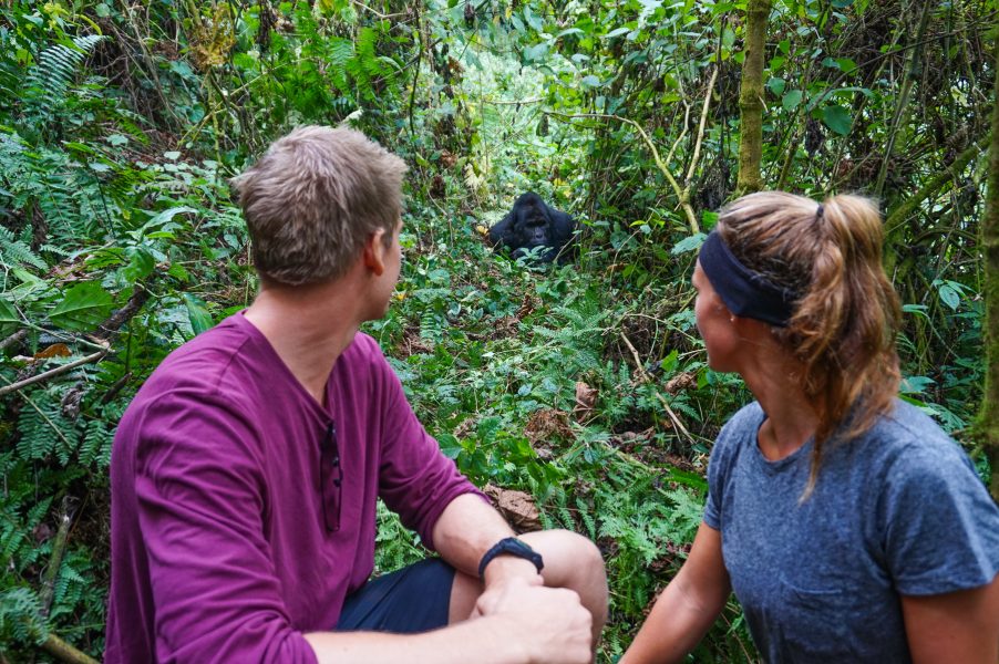Trekking with Gorillas 