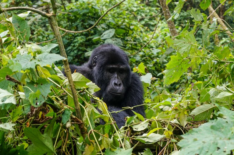 Gorilla Trekking in Uganda: Tips, Guide & Review