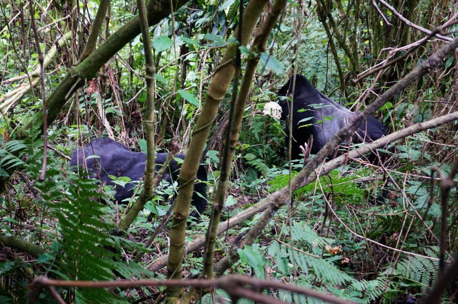 Trekking with Gorillas