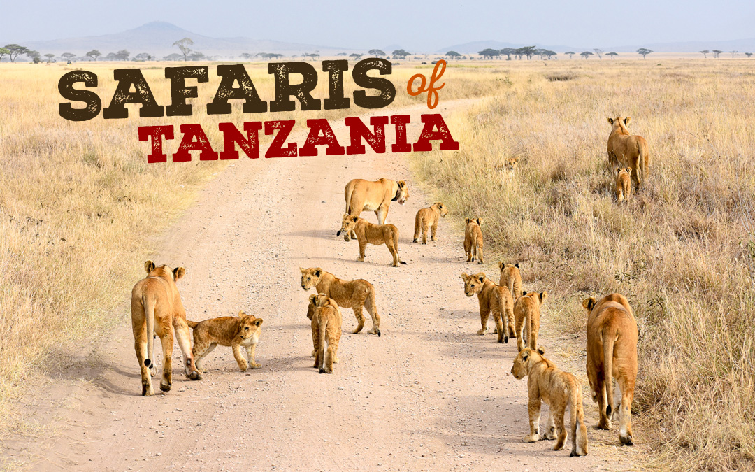 Safaris in a Crater!?! Discover Ngorongoro & Serengeti, Tanzania