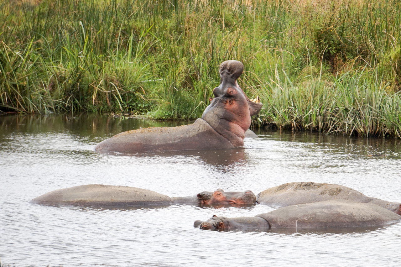 Top Safaris in Serengeti & Ngorongoro Crater, Tanzania | Just Globetrotting