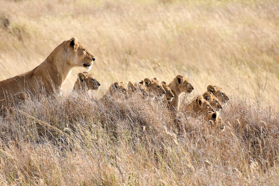 The Serengeti National Park