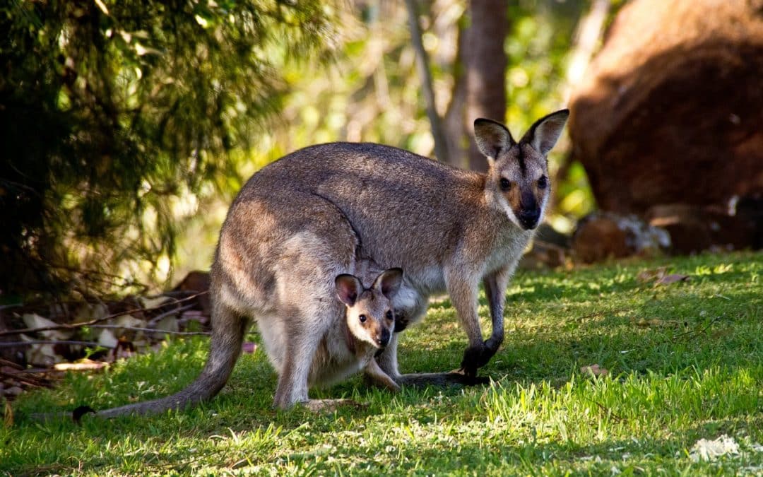 Your Guide to Australian Wildlife and National Parks